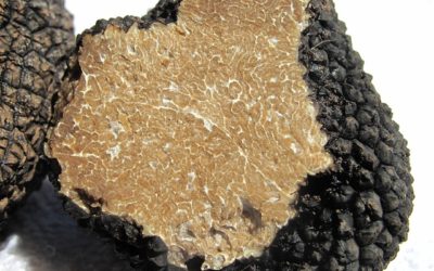 Golose ricette con il tartufo nero di Norcia